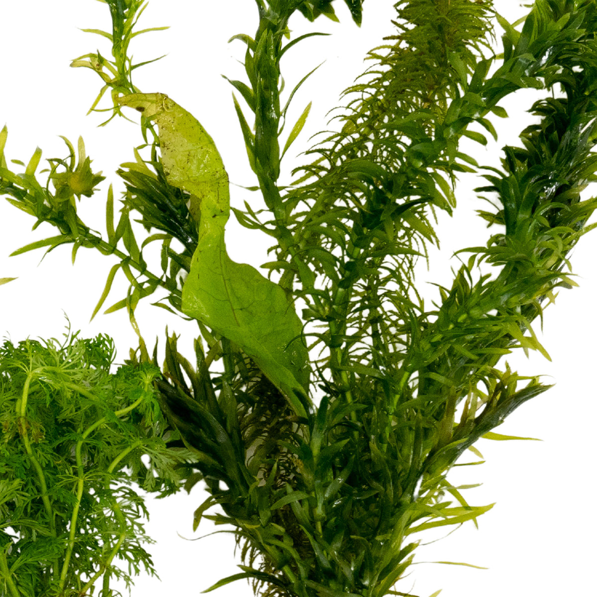 3x Aquarium plants - Mix 'Adventurous Aqua'