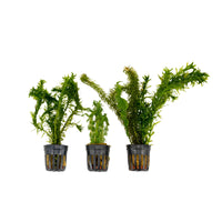 3x Aquarium plants - Mix 'Frisky Fish'