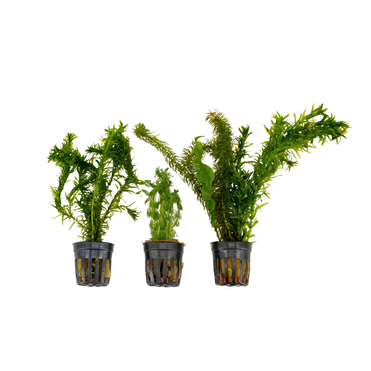3x Aquarium plants - Mix 'Frisky Fish'