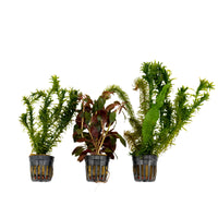 3x Aquarium plants - Mix 'Cool Colours'