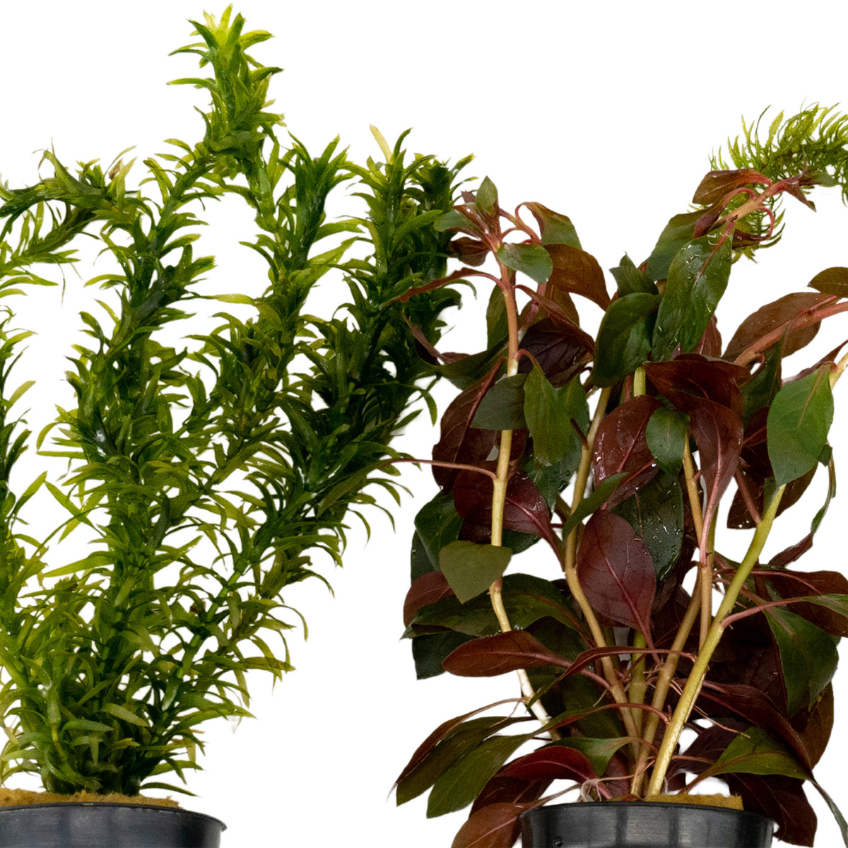3x Aquarium plants - Mix 'Cool Colours'