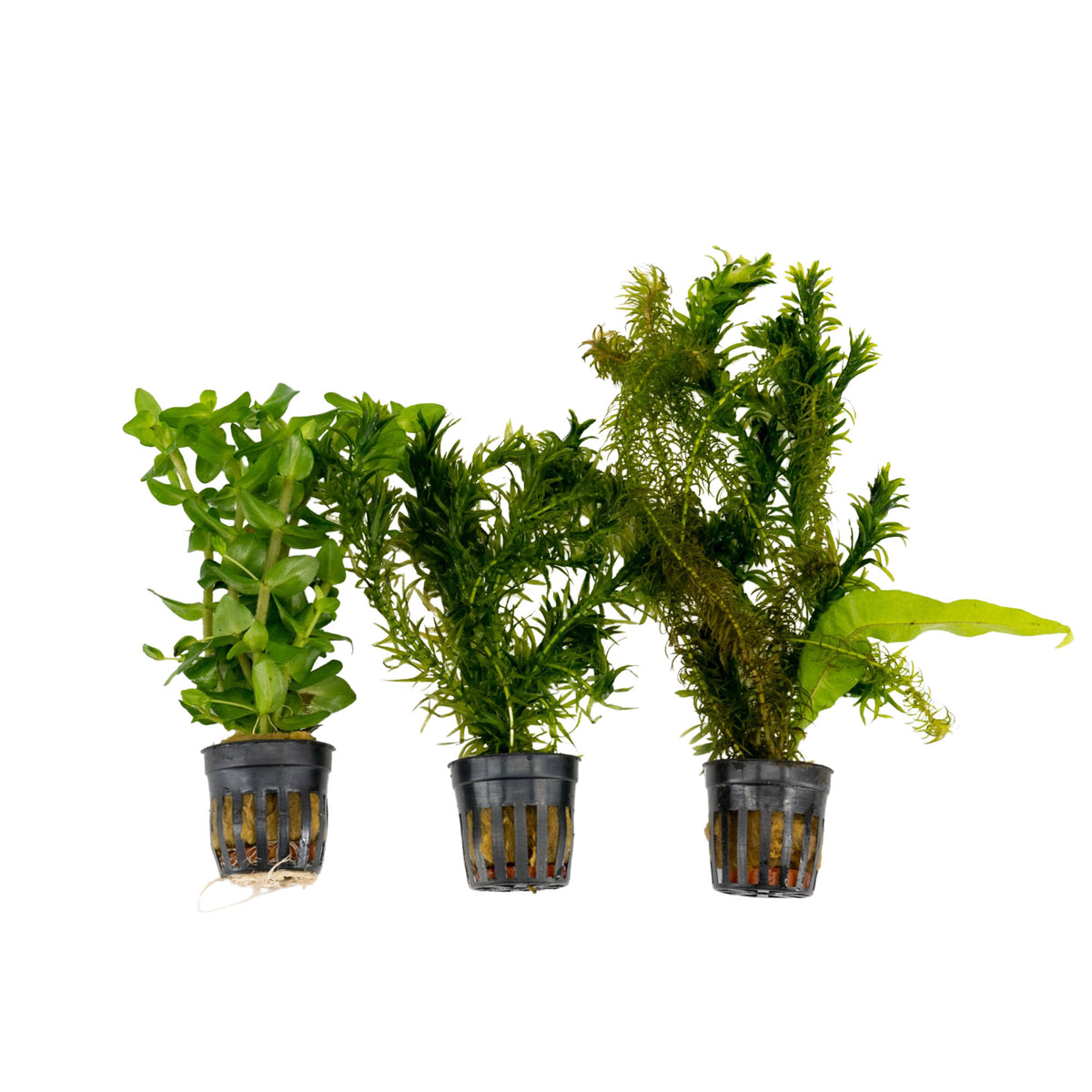 3x Aquarium plants - Mix 'Flourishing Fish'