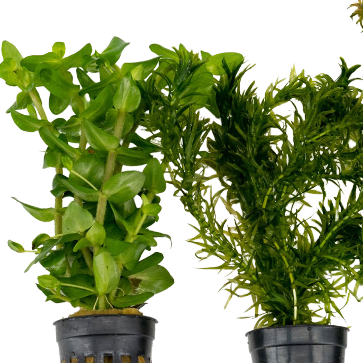 3x Aquarium plants - Mix 'Flourishing Fish'