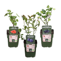 3x Fruit bush redcurrant 'Jonkheer van Tets', blueberry 'Reka', blackberry 'Black Satin' - Mix 'Fruity jam' - Organic