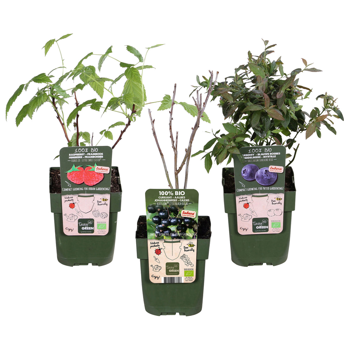 3x Blackcurrant 'Little Black Sugar', dwarf raspberry 'Little Sweet Sister', blueberry 'Little Blue Wonder' - Mix 'Child-friendly growing' - Organic