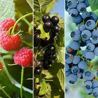 3x Blackcurrant 'Little Black Sugar', dwarf raspberry 'Little Sweet Sister', blueberry 'Little Blue Wonder' - Mix 'Child-friendly growing' - Organic