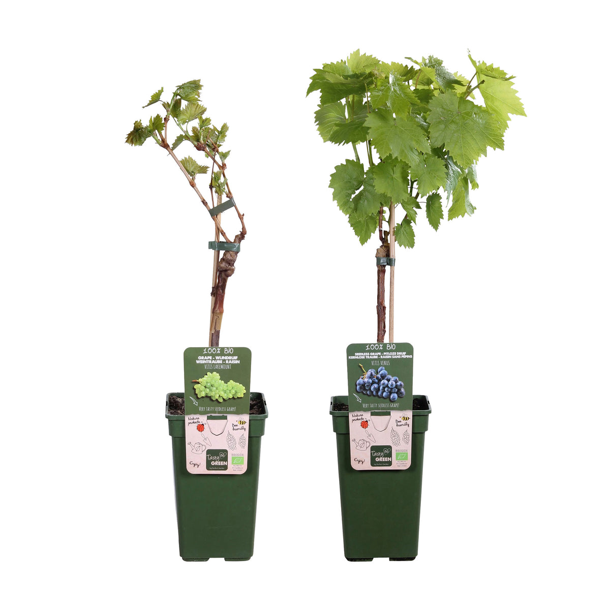 1x Blue Grape Vitis 'Venus' + 1x White grape Vitis 'Lakemount' - Organic