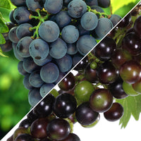 1x Blue Grape Vitis 'Venus' + 1x White grape Vitis 'Lakemount' - Organic