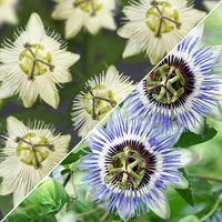 3x Passion flower Passiflora - Mix 'Sun-worshippers' blue-purple-white