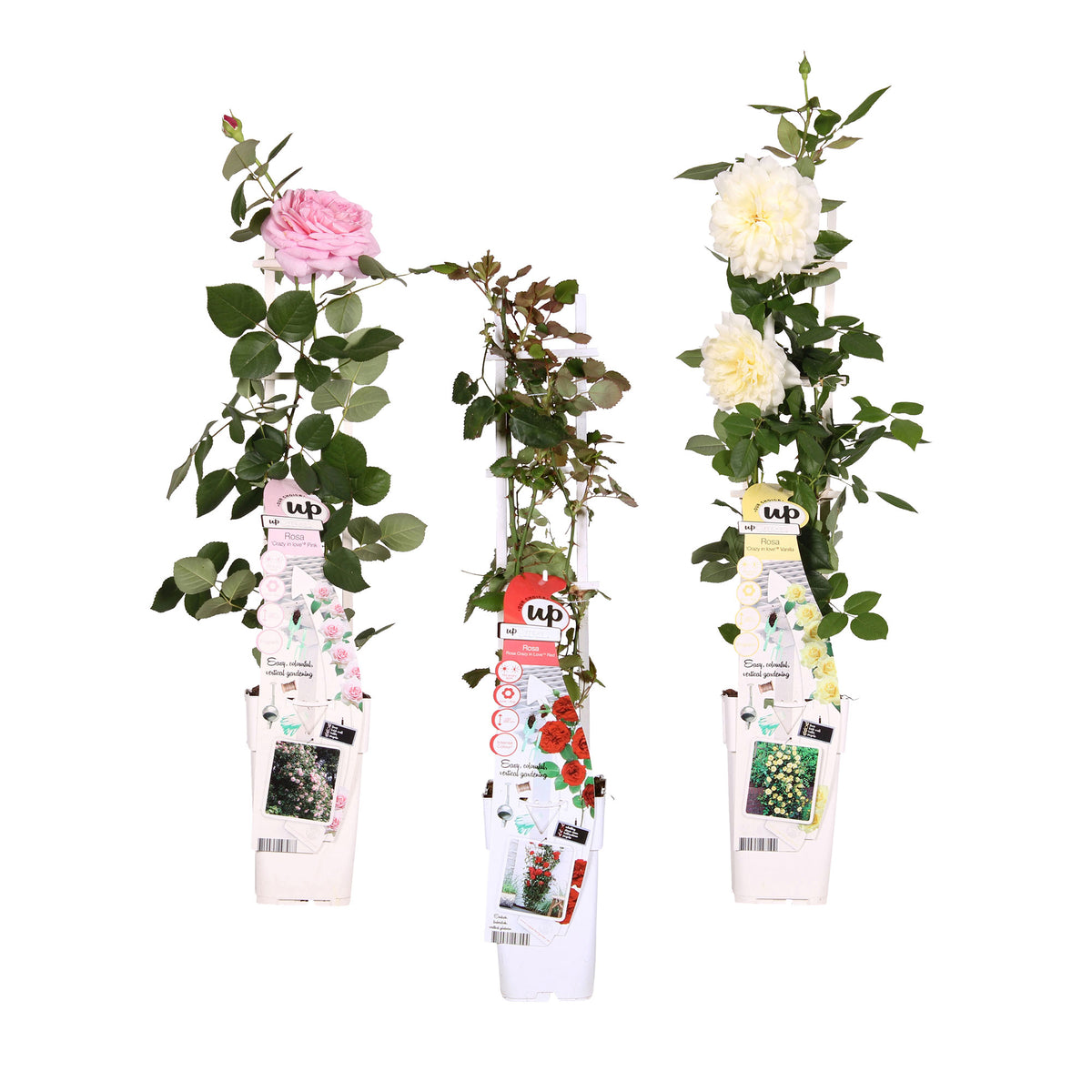 3x Climbing rose Rosa - Mix 'Scented climbers' red-pink-white - Hardy plant