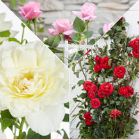 3x Climbing rose Rosa - Mix 'Scented climbers' red-pink-white - Hardy plant