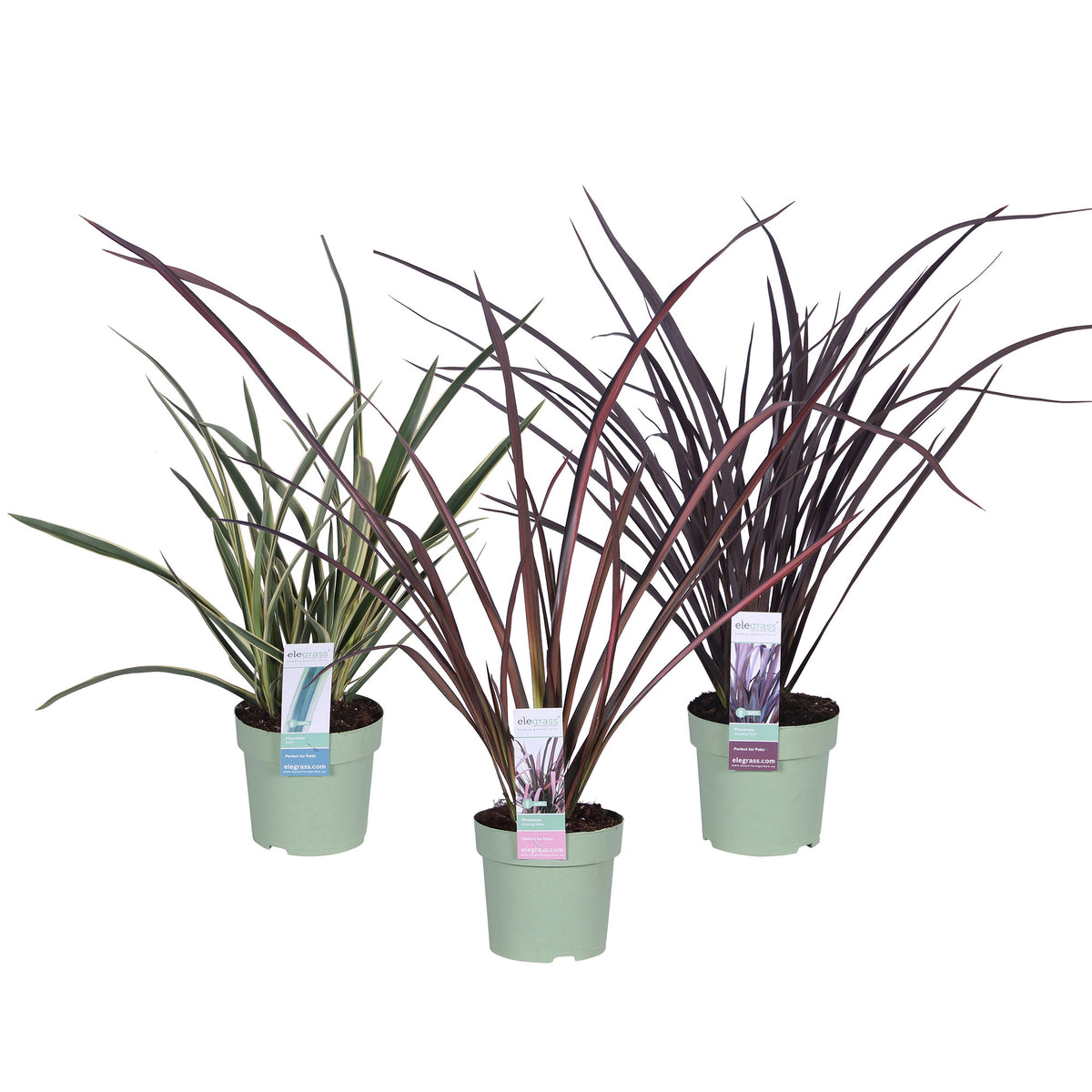 3x New Zealand flax Phormium - Mix 'Exotic grass'