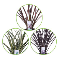 3x New Zealand flax Phormium - Mix 'Exotic grass'