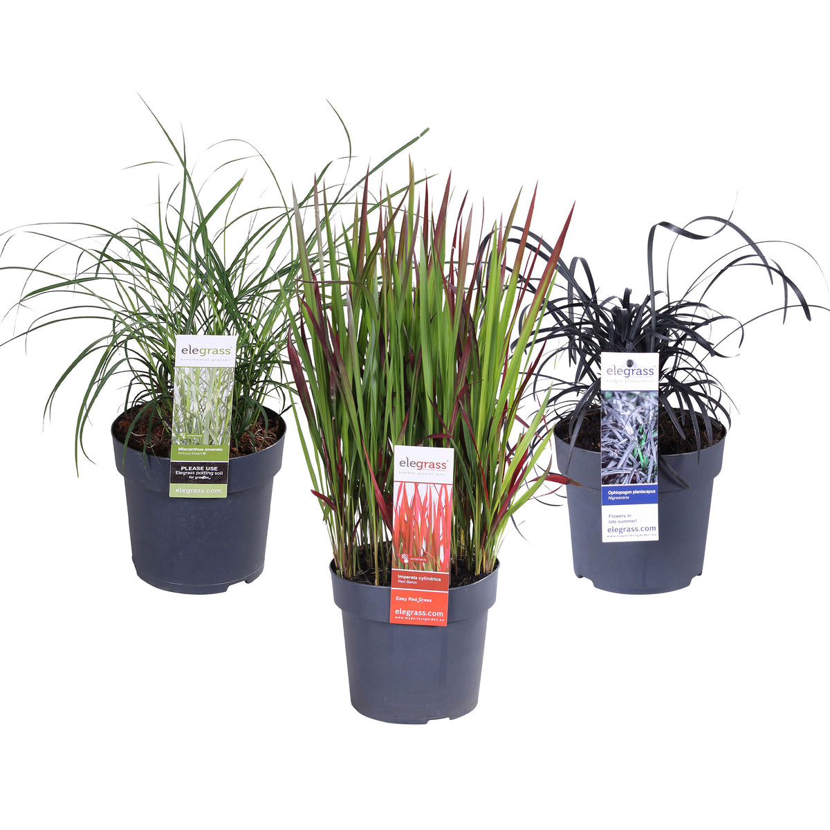 3x Ornamental grass - Mix 'Japanse Tuin' green-red-blue