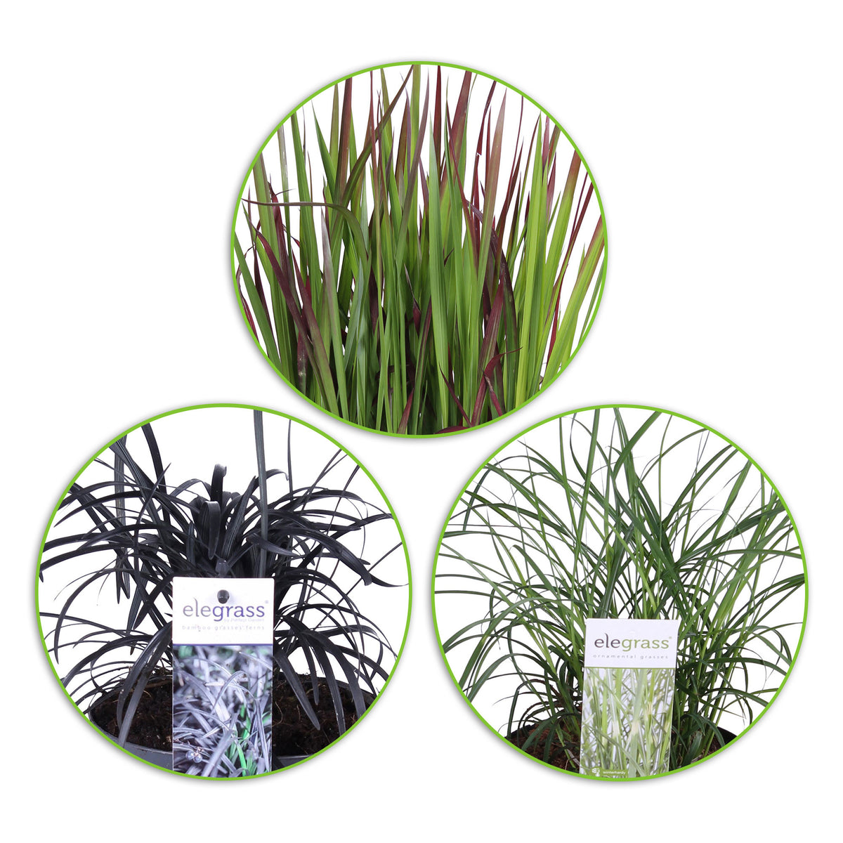 3x Ornamental grass - Mix 'Japanse Tuin' green-red-blue