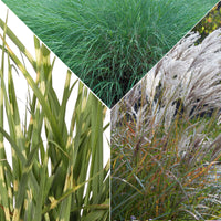 3x Silvergrass Miscanthus - Mix 'Ornamental grass'