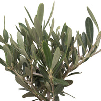 Olive tree Olea europaea with decorative stoneware pot