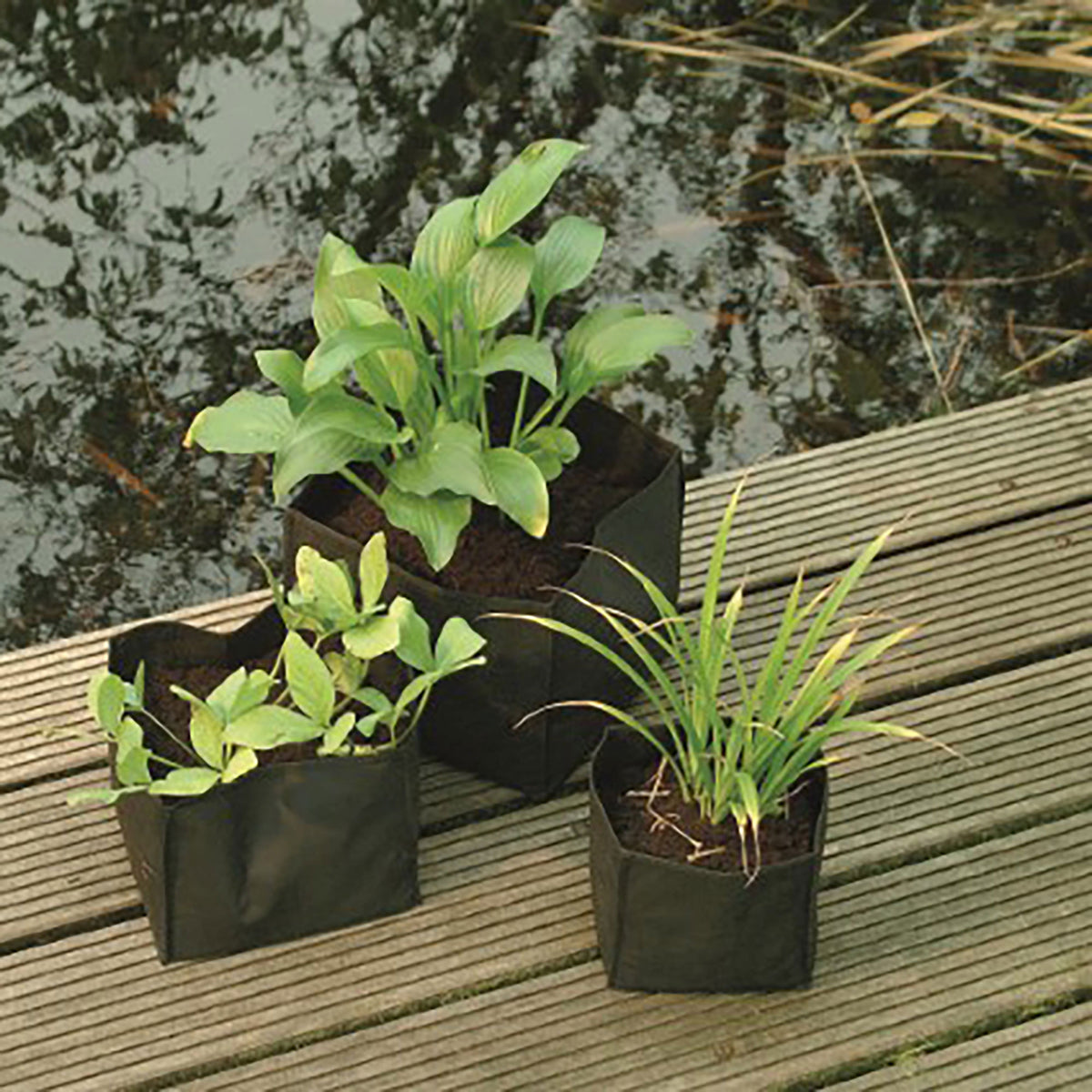 Water plant bag - Hemisphere