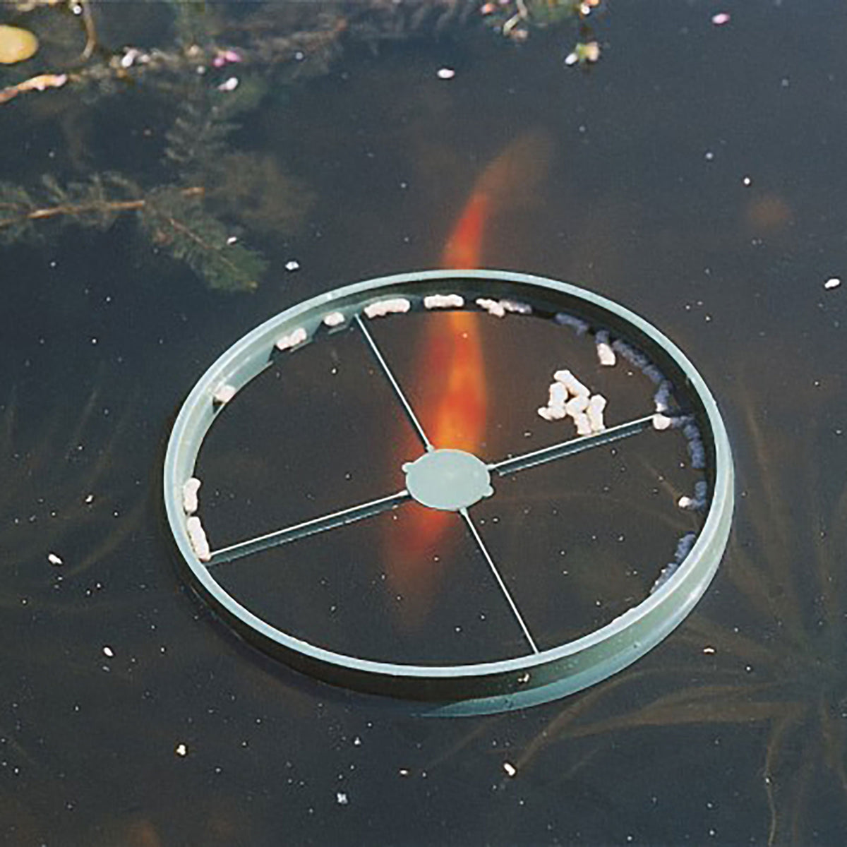 Fish food ring