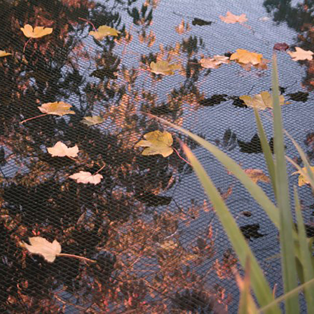 Pond net