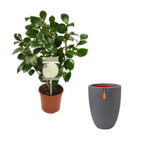 Camellia japonica 'Nuccio’s Gem' white incl. decorative pot - Hardy plant