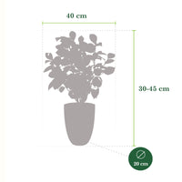 Camellia japonica 'Nuccio’s Gem' white incl. decorative pot - Hardy plant