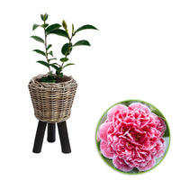 Camelia Camellia x Williamsii 'Volunteer' pink incl. decorative pot - Hardy plant