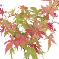 Japanese maple Acer 'Beni-maiko' pink-red incl. decorative pot - Hardy plant