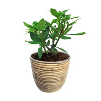 Rhododendron 'Polarnacht' purple incl. decorative pot - Hardy plant