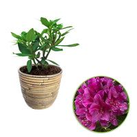 Rhododendron 'Polarnacht' purple incl. decorative pot - Hardy plant