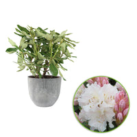 Rhododendron 'Cunningham's White' white incl. decorative pot - Hardy plant