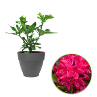Rhododendron 'Nova Zembla' pink incl. decorative pot - Hardy plant