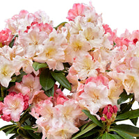 Rhododendron 'Percy Wiseman' incl. decorative pot Pink-Yellow-White - Hardy plant