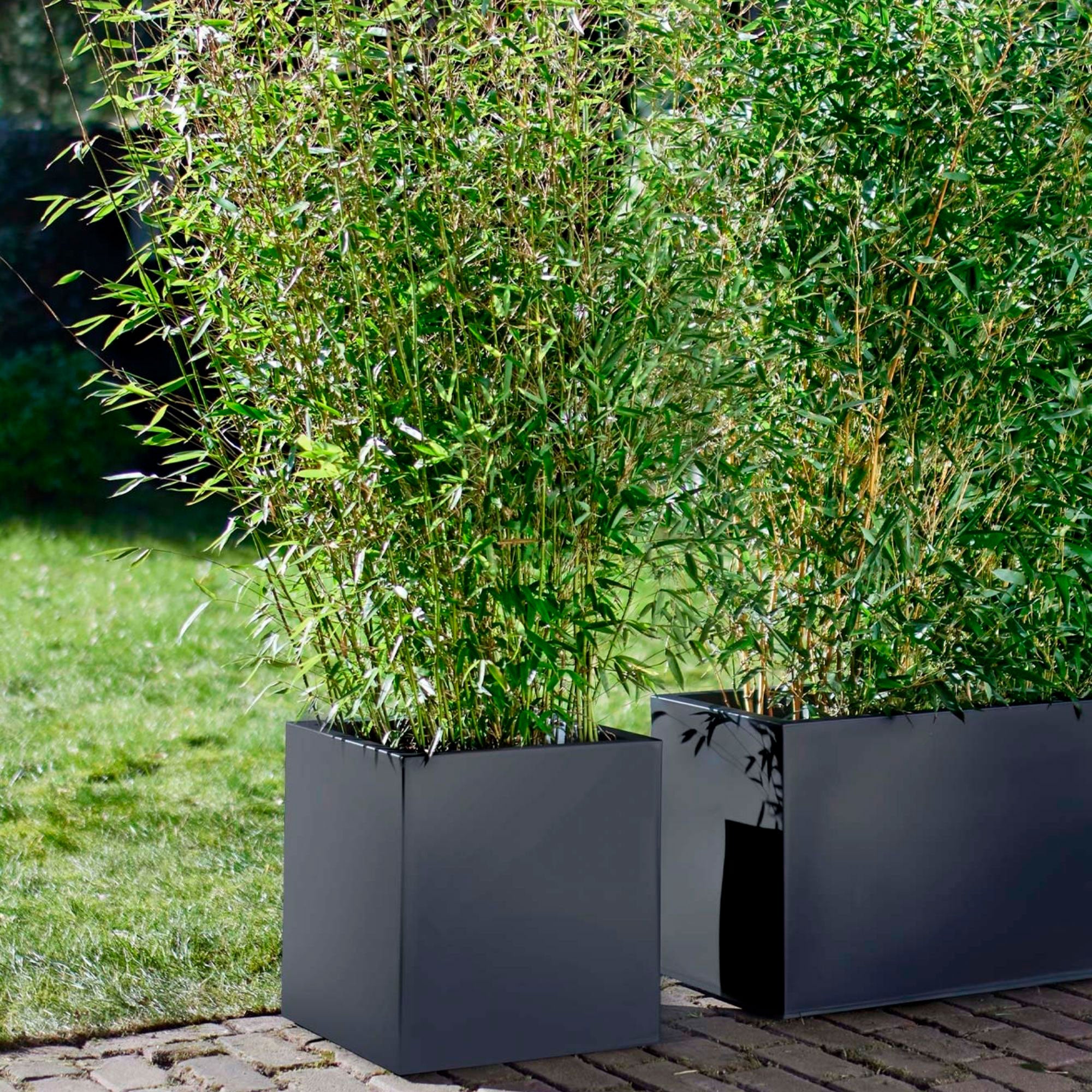 2 Bamboo Fargesia rufa incl. decorative pot black Hardy plant