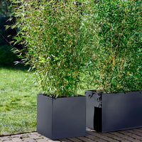 2 Bamboo Fargesia rufa incl. decorative pot black - Hardy plant