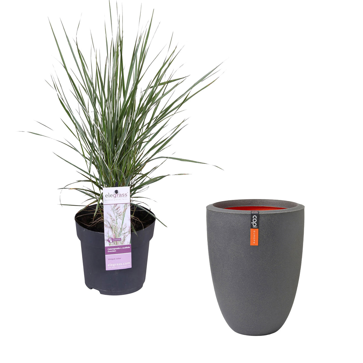 Feather reed grass Calamagrostis 'Overdam' green-cream incl. decorative pot - Hardy plant