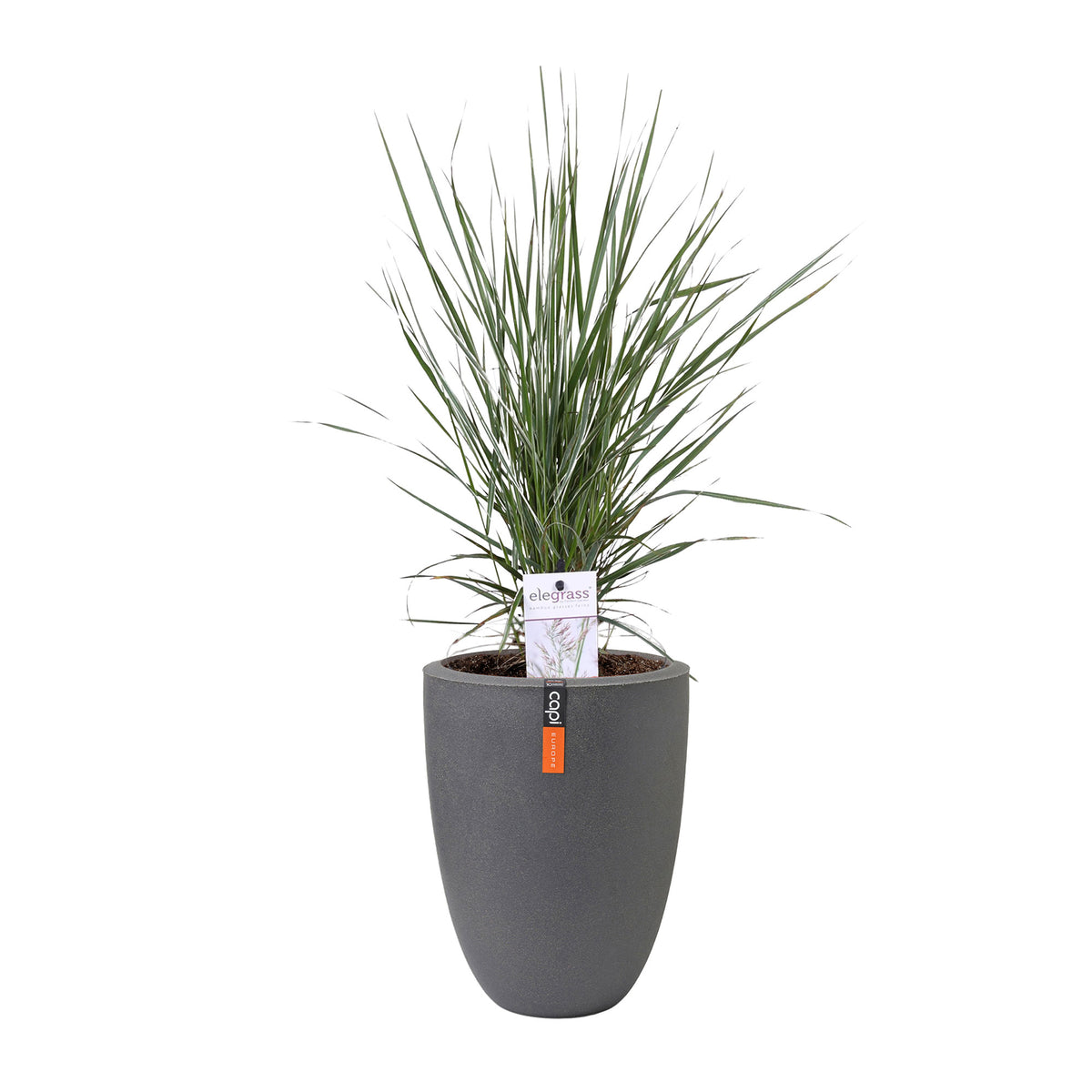 Feather reed grass Calamagrostis 'Overdam' green-cream incl. decorative pot - Hardy plant
