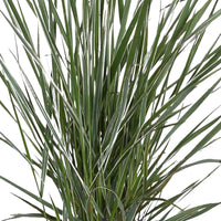 Feather reed grass Calamagrostis 'Overdam' green-cream incl. decorative pot - Hardy plant