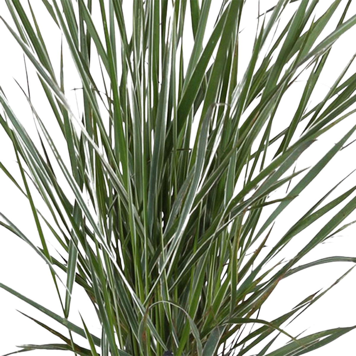Feather reed grass Calamagrostis 'Overdam' green-cream incl. decorative pot - Hardy plant