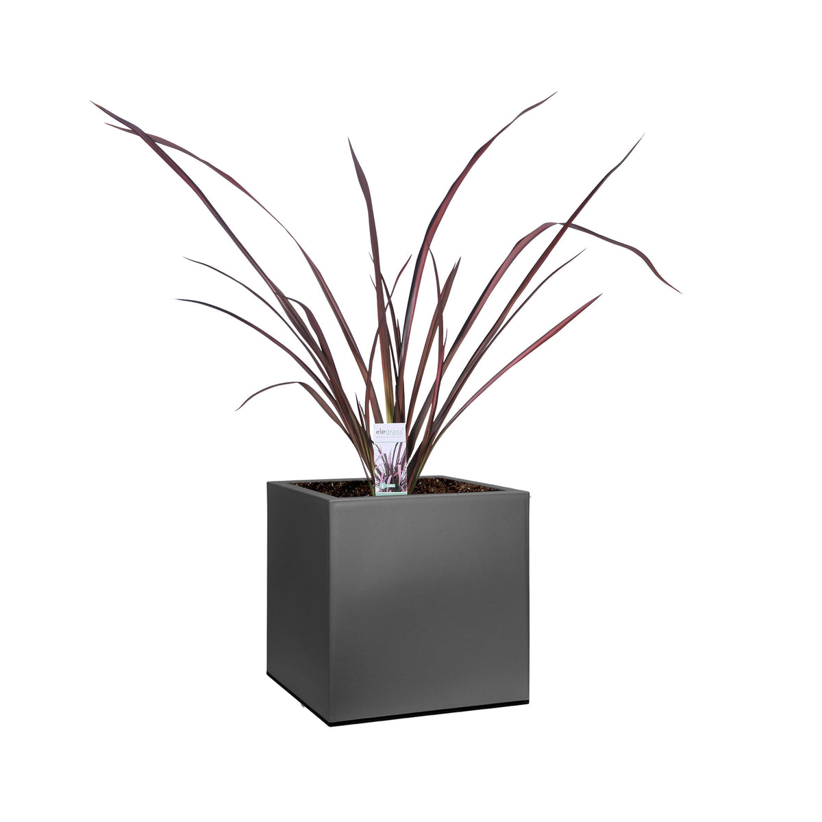 New Zealand flax 'Pink Flamingo' incl. decorative pot - Hardy plant