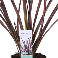 New Zealand flax 'Pink Flamingo' incl. decorative pot - Hardy plant