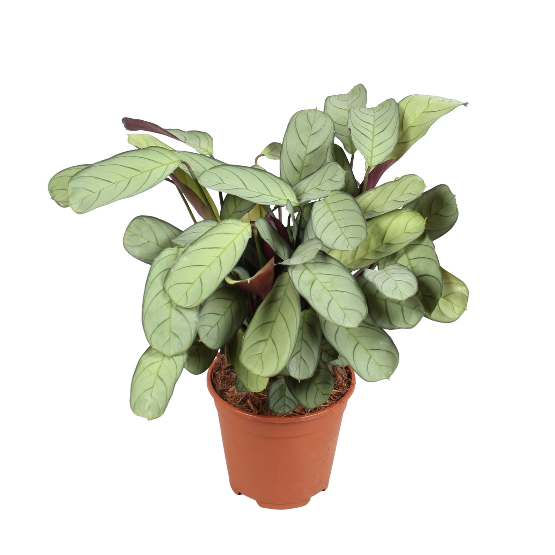 prayer plant ctenanthe Fishbone Prayer Plant Ctenanthe amagris