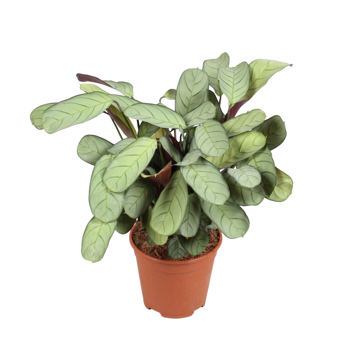 Fishbone Prayer Plant Ctenanthe amagris