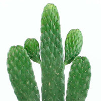Prickly pear cactus Opuntia 'Rubescens'