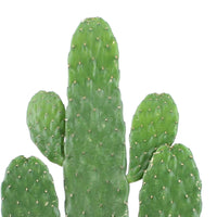 Prickly Pear Cactus Opuntia 'Rubescens' incl. decorative jute pot