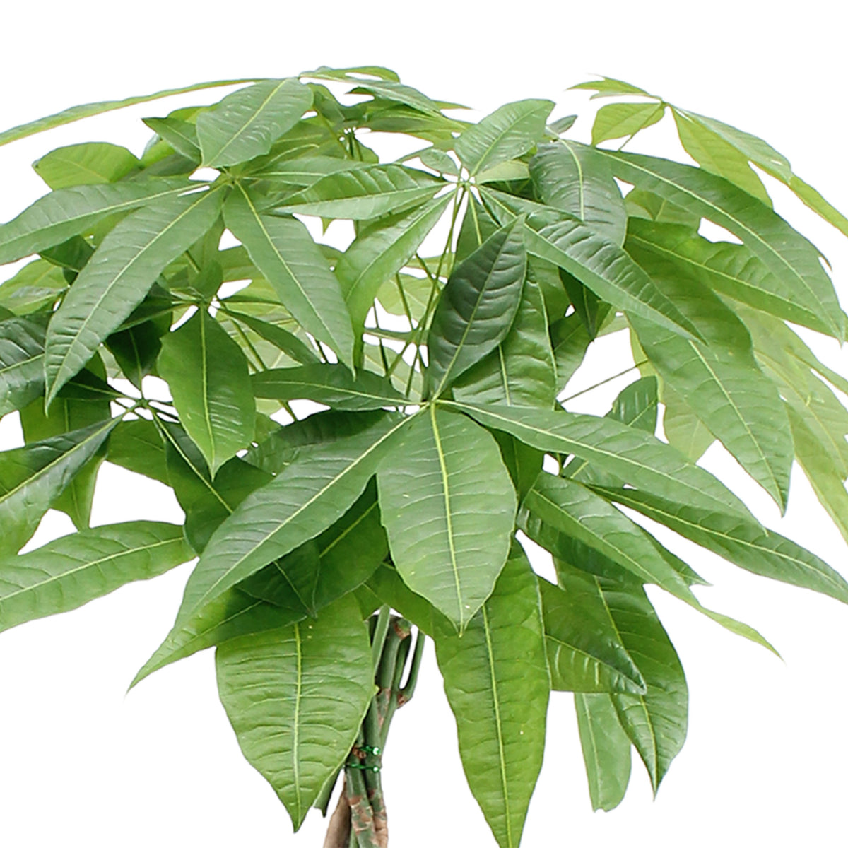 Money tree Pachira aquatica braided stem