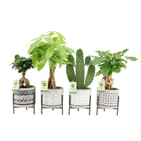 4x Asian indoor plants - Mix 'Green paradise' with decorative pots