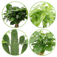 4x Asian indoor plants - Mix 'Green paradise' with decorative pots