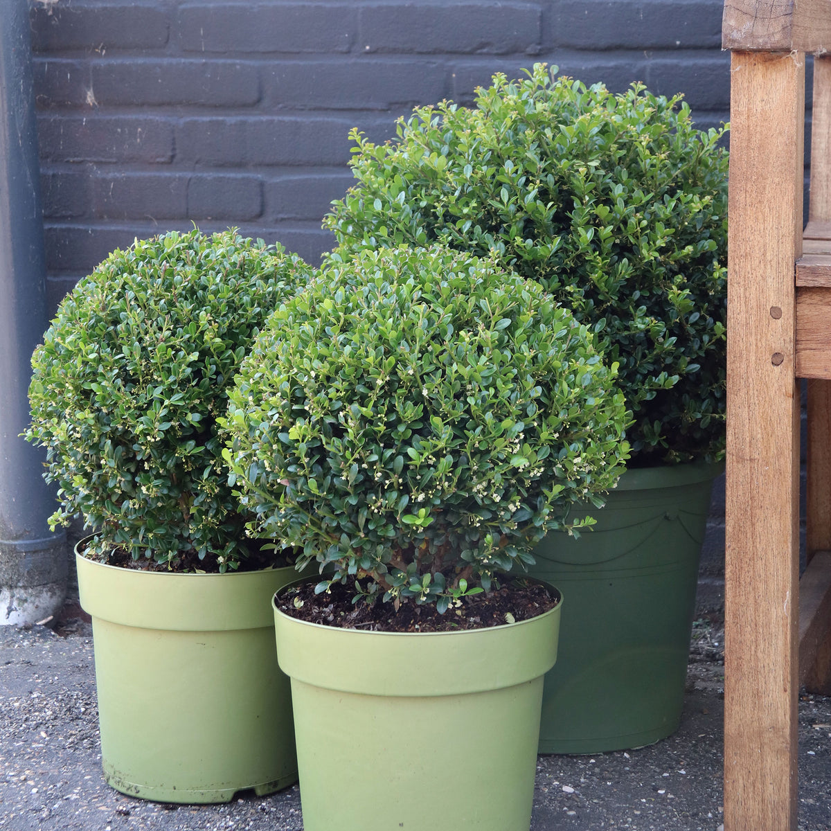 6x Japanese holly Ilex crenata