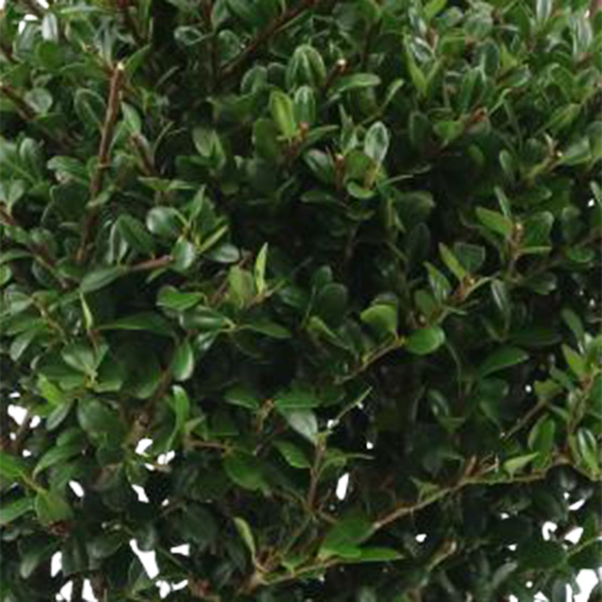 Japanese holly Ilex crenata Spherical